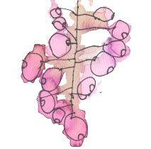 Child’s drawing of pink flowers on a branch